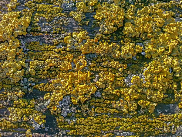Golden Yellow Shield Lichen Closeup Old Wood Boards Surface Background — Stock Photo, Image