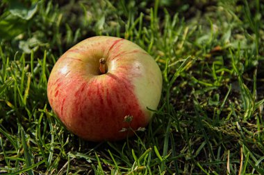 Bahçedeki yeşil çimlerin üzerinde duran taze kırmızı bir elma.