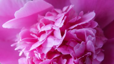 Doğal çiçek arka plan kırmızı Şakayık Çiçeği close-up