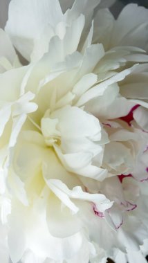 Beyaz şakayık çiçeği, doğal bir çiçeğin yakın plan fotoğrafı.