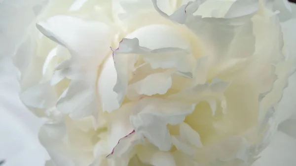 Белый Пион Цветок Крупным Планом Естественного Цветочного Фона — стоковое фото