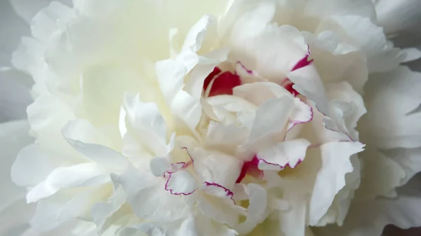 Flor Peonía Blanca Primer Plano Fondo Floral Natural — Foto de Stock