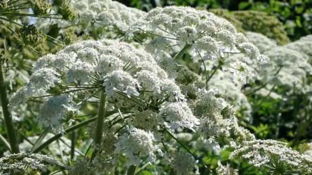 夏日阳光明媚的一天 Heracleum 药用植物在植物园开花 — 图库视频影像