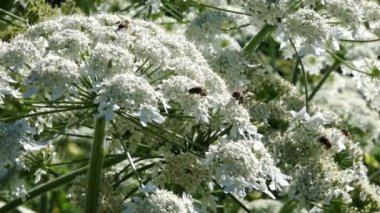 Güneşli bir yaz botanik bahçesinde Heracleum tıbbi bitki çiçek