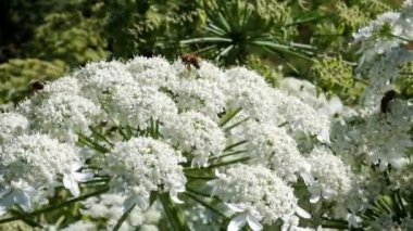 Güneşli bir yaz botanik bahçesinde Heracleum tıbbi bitki çiçek