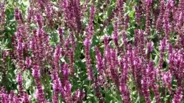 Güneşli bir yaz botanik bahçesinde şifalı bitki adaçayı kütükler