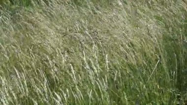 Rüzgarlı ve güneşli bir yaz günü çiçek açan çim bitkisel kökenli