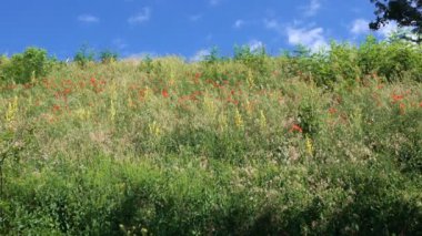 Çayır otları ve kırmızı haşhaş büyümek ve yaz güneşli bir günde bir tepe üzerinde çiçek