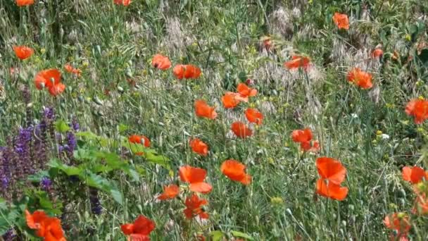 Wiesengräser Und Roter Mohn Wachsen Und Blühen Einem Sonnigen Sommertag — Stockvideo