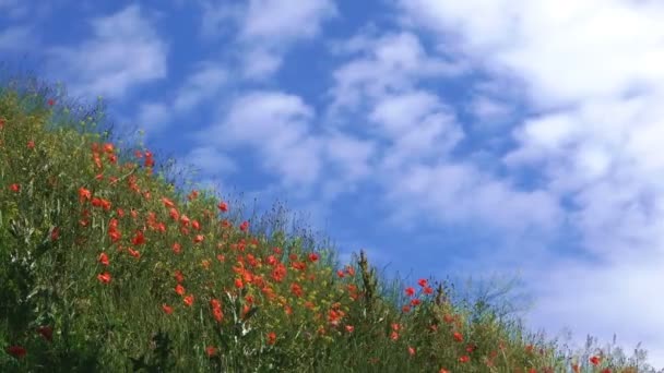 夏日阳光明媚的一天 草甸草和红罂粟在山上生长开花 — 图库视频影像