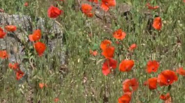 Çayır otları ve kırmızı haşhaş büyümek ve yaz güneşli bir günde bir tepe üzerinde çiçek