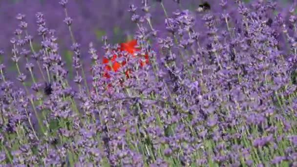 Hierba Medicinal Salvia Florece Jardín Botánico Día Soleado Verano — Vídeos de Stock
