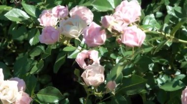 Parlak rüzgarlı ve güneşli yaz gün video görüntüleri çiçek renkli arka plan bahçe gül çiçek