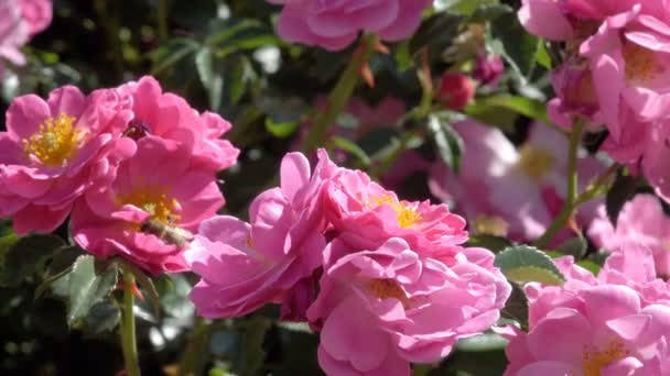 Jardim Rosas Florescer Brilhante Sol Ventoso Dia Verão Vídeo Filmagem — Vídeo de Stock