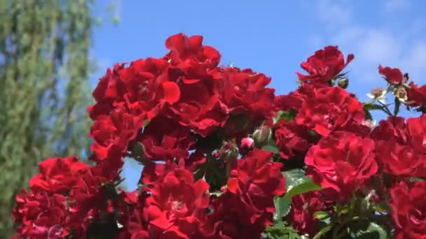 Tuin Rode Rozen Bloeien Heldere Zonnige Winderige Zomer Dag Videobeelden — Stockvideo