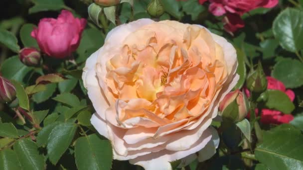 明るい日当たりの良い 風の強い夏の日映像花のカラフルな背景クローズ アップで庭のバラ開花 — ストック動画