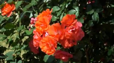 Parlak rüzgarlı ve güneşli yaz gün video görüntüleri çiçek renkli arka plan yakın çekim bahçe gül çiçek