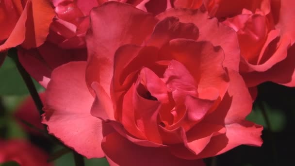 Jardim Rosas Florescer Brilhante Ensolarado Ventoso Dia Verão Vídeo Filmagem — Vídeo de Stock