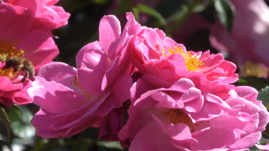 Parlak rüzgarlı ve güneşli yaz gün video görüntüleri kamera hareketli ve yakınlaştırma etkisi ile Bahçe kırmızı gül çiçek