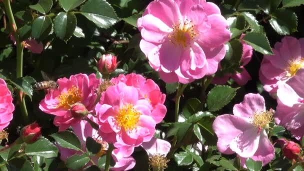 Rosas Jardim Florescem Imagens Vídeo Ensolaradas Ventosas Dia Verão Com — Vídeo de Stock