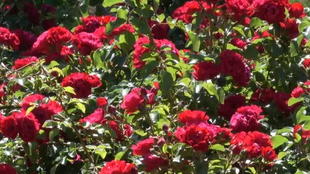 花园里的红玫瑰盛开在明媚的阳光和大风的夏日视频镜头与移动相机和变焦效果 — 图库视频影像