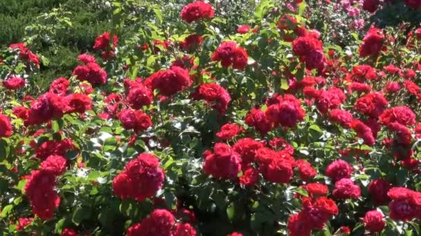 Jardín Rosas Rojas Florecen Brillante Soleado Ventoso Video Día Verano — Vídeos de Stock