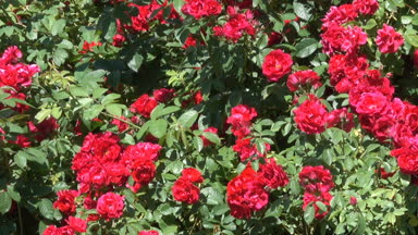 Parlak rüzgarlı ve güneşli yaz gün video görüntüleri kamera hareketli ve yakınlaştırma etkisi ile Bahçe kırmızı gül çiçek