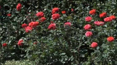 Park manzara parlak rüzgarlı ve güneşli yaz gün video görüntüleri kamera hareketli ve yakınlaştırma etkisi ile gül çalılar bloom ile