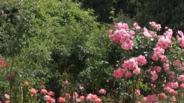 Park manzara parlak rüzgarlı ve güneşli yaz gün video görüntüleri kamera hareketli ve yakınlaştırma etkisi ile gül çalılar bloom ile