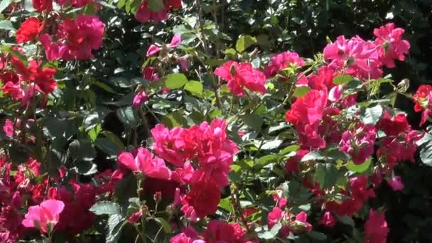 Κήπος Κόκκινα Τριαντάφυλλα Ανθίζουν Φωτεινή Ανεμώδης Καλοκαιρινή Ημέρα Βιντεοσκοπημένα Στιγμιότυπα — Αρχείο Βίντεο
