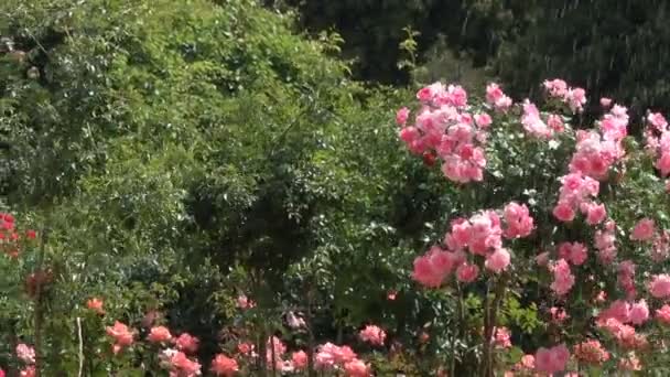 カメラ移動とズームの効果を持つ明るい日当たりの良い 風の強い夏の日映像でバラの茂みの花と公園の風景 — ストック動画