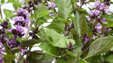 Çim baharatlı fesleğen kokulu (sıradan, çirkin yaratık, kafur) yakın çekim çiçekleri