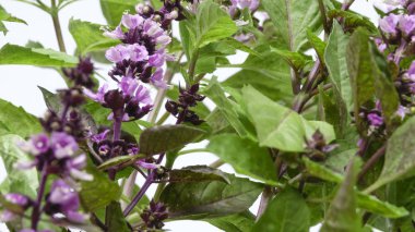 Çim baharatlı fesleğen kokulu (sıradan, çirkin yaratık, kafur) yakın çekim çiçekleri