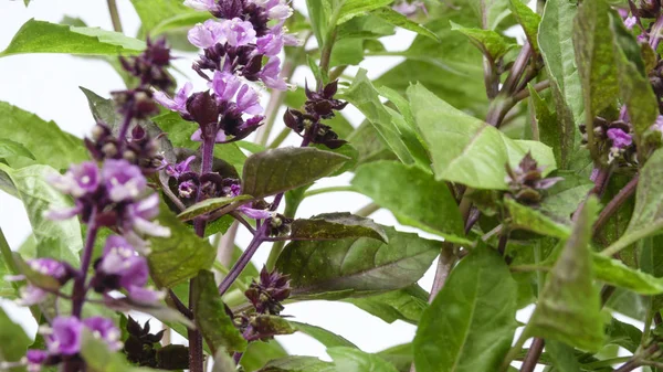 Hierba Picante Albahaca Fragante Ordinario Gárgola Alcanfor Flores Primer Plano — Foto de Stock