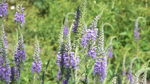 Lupine Género Plantas Familia Las Legumbres Florece Primer Plano Verano — Vídeo de stock