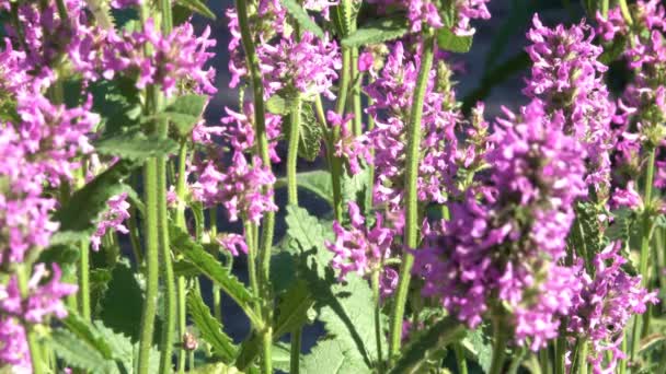 Вегетативний Фон Квітучої Трави Літній Сонячний День — стокове відео