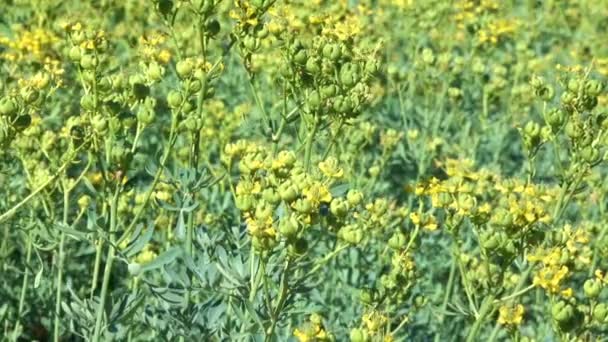 Vegetativt Bakgrund Från Blommande Gräs Solig Sommardag — Stockvideo