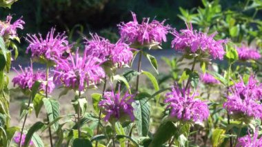 Güneşli bir yaz çiçek açan çim bitkisel kökenli