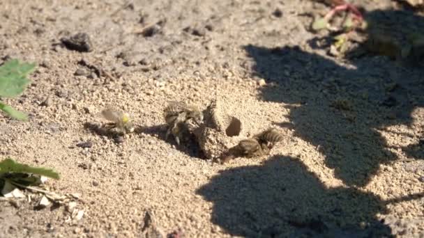 Erdbienen Bauen Einem Sonnigen Sommertag Ihre Unterirdische Höhle Der Sie — Stockvideo