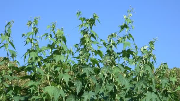 Vegetatieve Achtergrond Uit Blooming Gras Een Zonnige Zomerdag — Stockvideo