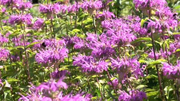 Fond Végétatif Herbe Fleurs Dans Une Journée Ensoleillée Été — Video