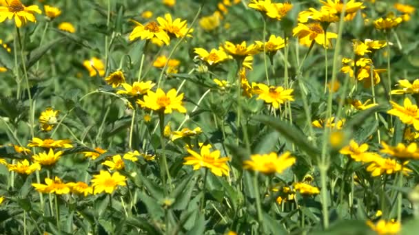 夏日阳光明媚的日子里盛开的小草的营养背景 — 图库视频影像