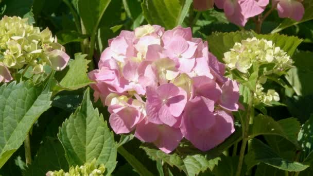 Vegetative Background Blooming Hydrangea Treelike Bush Summer Sunny Day — Stock Video