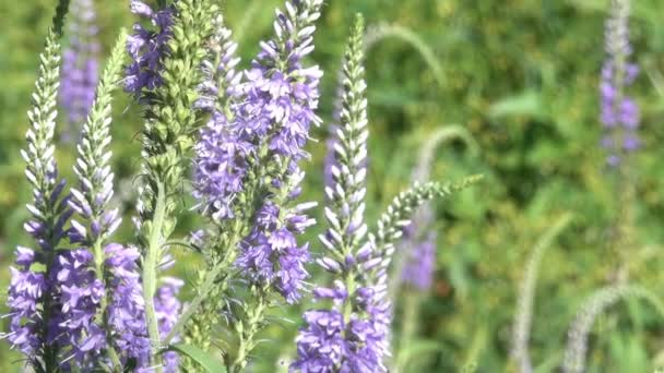 Lupine Släkte Växter Från Familjen Baljväxter Blommar Sommar Närbild Med — Stockvideo