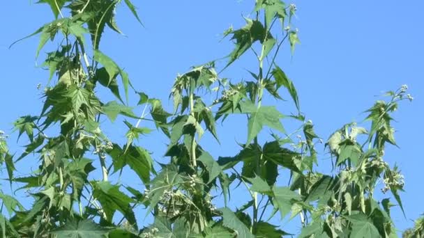 Fundo Vegetativo Grama Florescendo Dia Ensolarado Verão Com Zoom Efeito — Vídeo de Stock