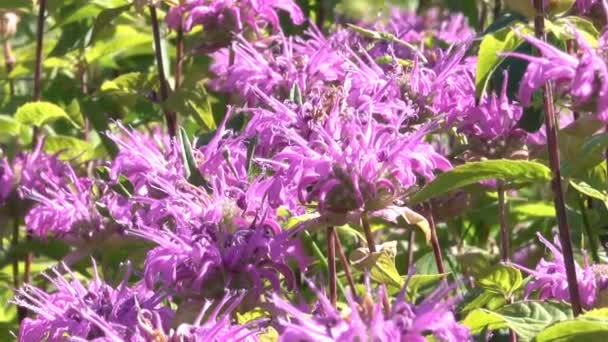 Fond Végétatif Herbe Fleurs Dans Une Journée Ensoleillée Été Avec — Video