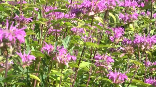 Fond Végétatif Herbe Fleurs Dans Une Journée Ensoleillée Été Avec — Video