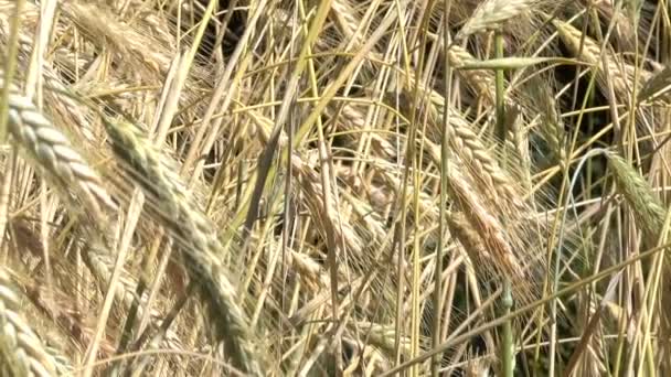 Fundo Vegetal Cereais Plantas Cereais Amarelas Dia Ensolarado Verão Com — Vídeo de Stock