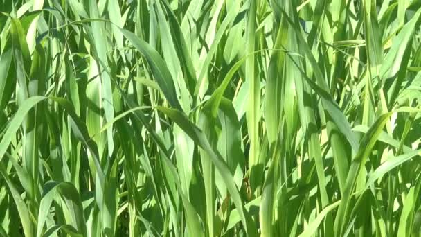 Натуральная Вегетативная Заставка Зеленых Побегов Кукурузы Видео Увеличением Масштаба Эффектом — стоковое видео