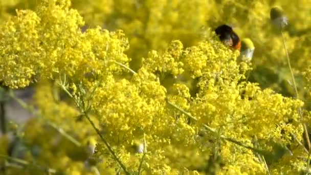 Vegetativt Bakgrund Från Blommande Gräs Solig Sommardag Med Zoom Och — Stockvideo